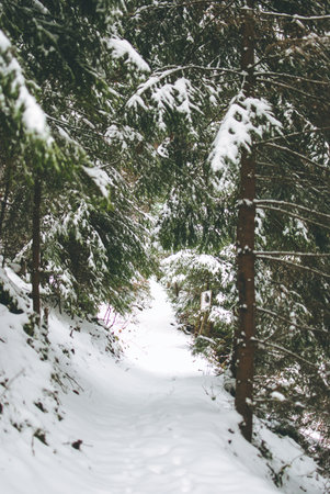 Snowy winter forest in the Carpathian mountains in Ukraine. Green firs and pathway covered wirh...