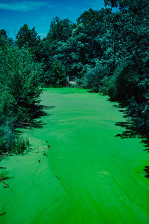 Trees over bright green algae on water in Opole, Poland, creating an abstract, moody nature scene.の写真素材