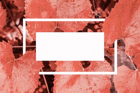 Living Coral background made of fresh leaves a with a white drawn frame. Nature background. Creative layout madeの写真素材