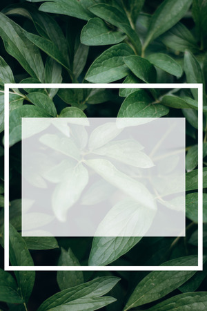 Creative layout made of leaves a with a white drawn frame. Flat lay. Nature and Spring conceptの写真素材