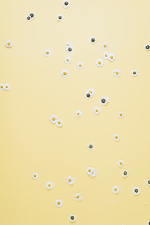 Flowers composition. Chamomile flowers on pastel yellow background. Spring, summer concept. Flat lay, top view, copy spaceの写真素材