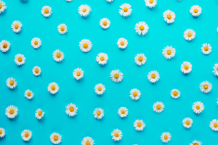 Flowers composition. Pattern made of chamomile flowers on pastel blue background. Spring, summer concept. Flat lay, top view, copy spaceの写真素材