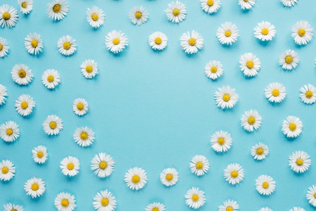 Creative frame of chamomile flowers on pastel blue background. Spring, summer concept. Flat lay, top view floral backgroundの写真素材