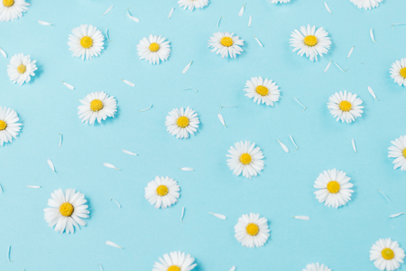 Flowers composition. Pattern made of chamomiles, petals on pastel blue background. Spring, summer concept. Flat lay, top view, copy spaceの写真素材