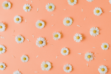 Flowers composition. Pattern made of chamomiles, petals on pastel orange background. Spring, summer concept. Flat lay, top view, copy spaceの写真素材