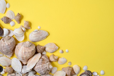 Summer composition.Flat lay, top view of various kinds seashells on yellow background. Copy space in minimal style, template for text. Vacation conceptの写真素材