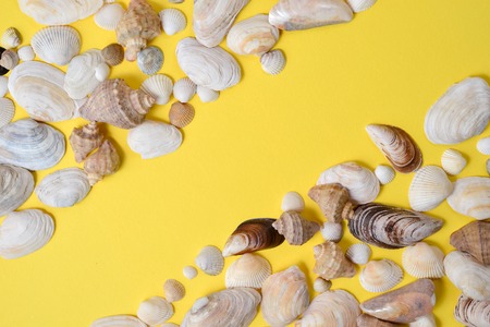 Creative flat lay concept of summer travel vacations. Top view of various kinds seashells on yellow background. Copy space in minimal style, template for textの写真素材