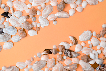 Creative flat lay concept of summer travel vacations. Top view of various kinds seashells on orange background. Copy space in minimal style, template for textの写真素材