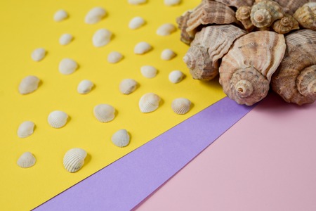 Creative flat lay concept of summer travel vacations. Top view of various kinds seashells on yellow...