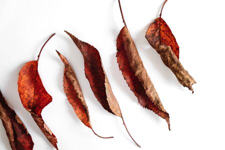 Autumn composition.Set of red dried leaves on white background. Autumn and thanksgiving day concept. Flat lay, top view, copy spaceの写真素材