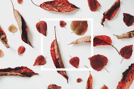 Autumn composition. Dried leaves and white frame on pastel gray background. Autumn and thanksgiving day concept. Flat lay, top view, copy spaceの写真素材