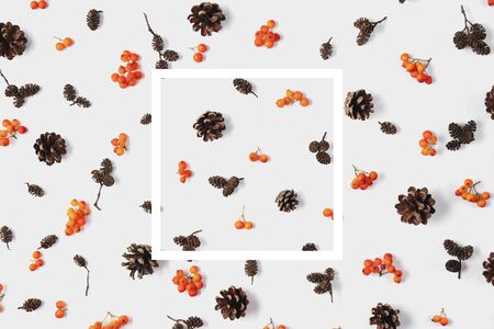 Autumn composition. Pattern made of berry rowan, white frame, cones on pastel gray background....