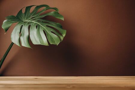 Exotic tropical Monstera leaf on solid wooden table on pastel brown wall. Creative blog or social media background. Mock up.の写真素材