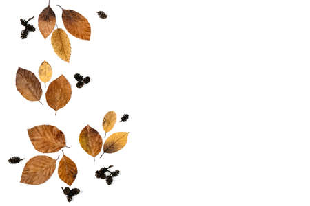 Little dried leaves on paper white studio background with copy space for advertisement. Autumn,...