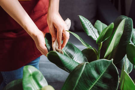 Unrecognizable caring young girl cleans indoor plants, takes care leaf. Gardening, housewife and...