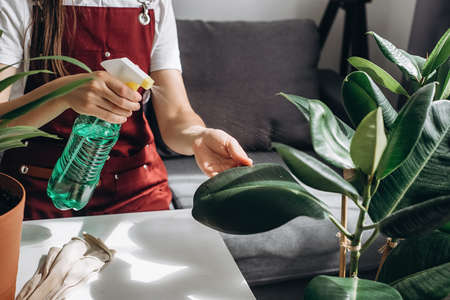 Close up of unrecognizable young caucasian woman sprinkles water from spray bottle on leaves of green plant. Plant care, gardening, spring concept. Watering water sprayer small plants in living roomの写真素材