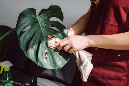 Close up o female hands rub and wipe dust off leaves of houseplant Monstera Deliciosa with care for environment. Concept of gardening, housewife and housework chores, plantsの写真素材
