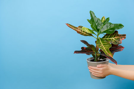 Female hands holding pot with green plants, posing isolated over pastel blue color background wall...