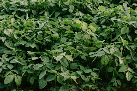 Soybeanfield. Green plants general plan nature agriculture. organic farming. Soy vegetable healthy food agriculture. agriculture plantation business farm sunlight conceptの写真素材