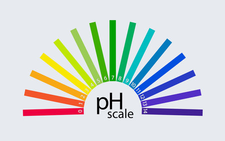 pH scale chart for acid and alkaline solutions. Acid-base balance infographic. Vectorのイラスト素材