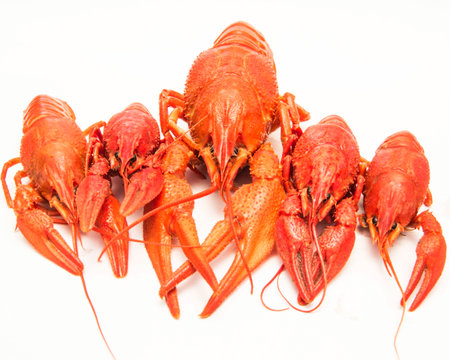 Boiled crawfish on a white backgroundの写真素材