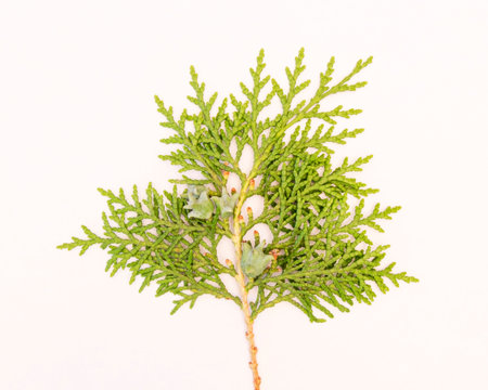 Sprig of green arborvitaeの写真素材