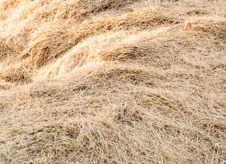 Background dry hay
