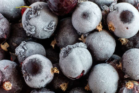 frozen currant berriesの写真素材