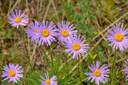 spring flowers after melted snowの写真素材
