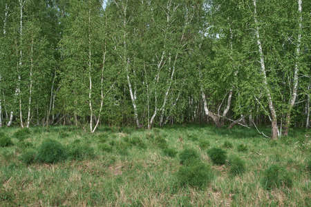 trees with leaves in the forest in springの写真素材