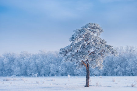 Beautiful winter landscape with lonely pine tree on the snowy field.の写真素材