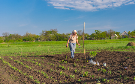 Sursko-litovskoe village, Dnepropetrovskaya oblast, Ukraine - May 02, 2016: Lonely senior woman planting tomato seedling in spring gardenのeditorial素材