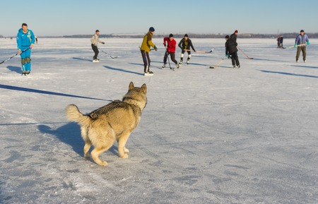 Dnepr, Ukraine - January 22, 2017: Young Alaskan Malamute watching with interest hockey game on a...