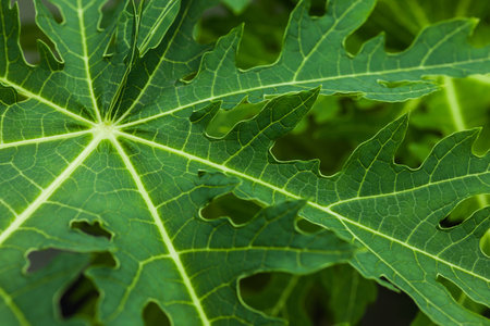 Closeup of green leaves の写真素材