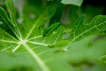 Macro of green leavesの写真素材