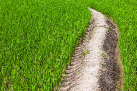 It is the pathway in the farm of rice that can be generally seen in the rural area in Thailand の写真素材