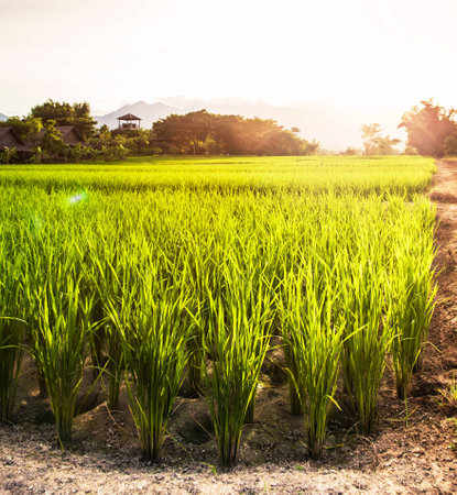 Rice plants in the open farm in the sunlight with flare  It is a rural lifestyle that can generally be seen in the countrysides of Thailand の写真素材