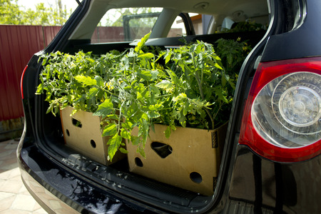 Tomato seeding in a car trunkの写真素材