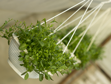 Seeding flowers in a potの写真素材