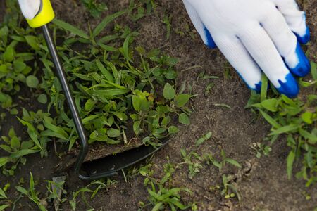 Young woman in white gloves removing weed with hoe in spring gardenの写真素材
