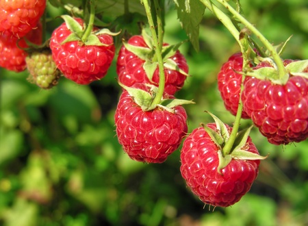           close-up of the ripe raspberry  in the fruit garden