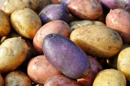 close-up of the different potatoes after harvesting の写真素材