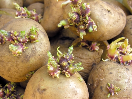           germinating potatoes before the planting in the vegetable gardenの写真素材