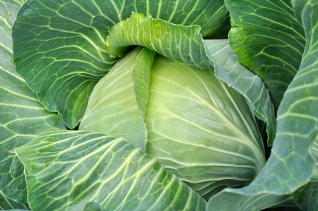 close-up of  fresh cabbage in the vegetable gardenの写真素材