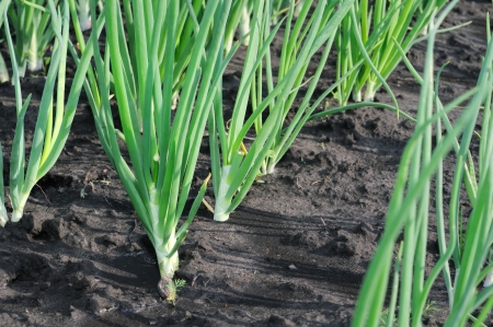 close-up of the onion plantation in the vegetable gardenの写真素材