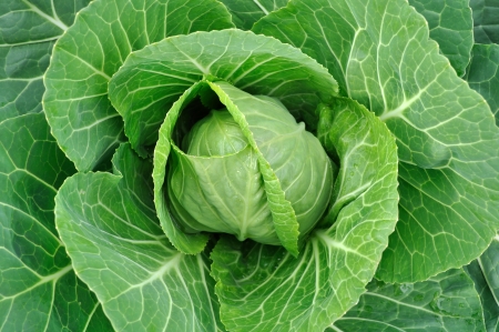 close-up of fresh green cabbage in the vegetable garden の写真素材