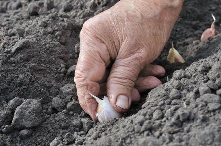 Senior woman planting garlic in the vegetable gardenの写真素材