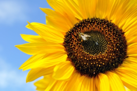 working bee on sunflower in sunny dayの写真素材