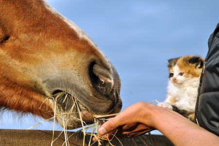 Farm life. Farmer and kitten feed horseの写真素材