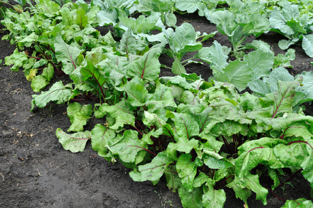 organically cultivated beetroot and cabbage in the vegetable garden 